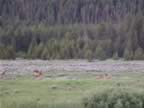 A- Mule deers enjoying the morning time. (8).jpg (63kb)